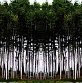 Pine Forest